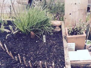 chives radishes